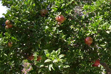 Rote Granatäpfel hängen Ende August am Baum auf der Insel Samos.