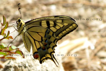 Schmetterling in der Seitenansicht auf einer Pflanze auf dem Filerimos Berg auf der Insel Rhodos.