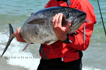 20 Kilogramm Thunfisch geangelt im Ionischen Meer vor der Küste in Griechenland.