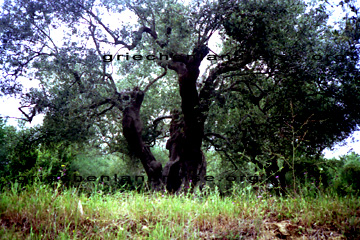 Olivenbaum wie man ihn auf der Ferieninsel Kreta in Griechenland sehen kann