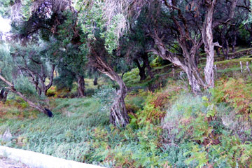Solche alte Olivenbäume wie auf dem Bild auf der griechischen Insel Korfu und dazwischen Pinien und Palmen, eine sehr grüne Insel wenn man die mit den griechischen Inseln im ägäischen Meer vergleicht. Die Insel Korfu liegt sozusagen am Eingang der Adria vor der Küste von Südalbanien.