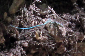 Blaue Eidechse auf der Insel Rhodos.