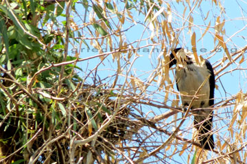 Greifvogel der in einer Baumkrone sitzt auf der Insel Rhodos beim Griechenland Urlaub.