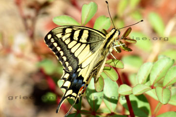 Schöner Schmetterling auf der Insel Rhodos.