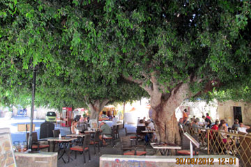 Touristen die sich bei der besichtigung der Rhodos Stadt in einer Taverne ausruhen und unter einem großen Schatten spendenden Baum sitzen.