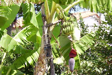 Bananen und Blüte auf der Insel Samos.