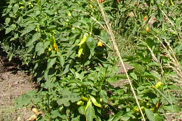 Paprika auf einem Feld auf der Insel Samos.