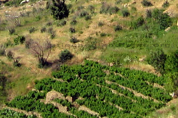 Weinanbau an einer Steillage auf der Insel Samos.