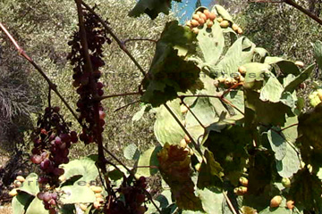 Kaktusfeigen und wild wachsende Weintrauben beim Wandern auf der griechischen Insel Samos.