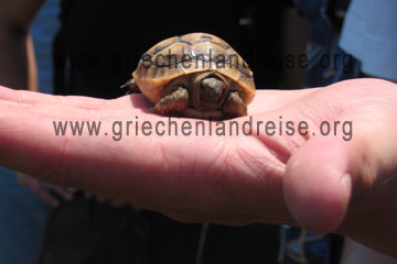 Schildkröte bei der Reise durch Griechenland