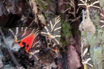 Roter Schmetterling beim Besuch im Schmetterlingstal auf Rhodos ende August.